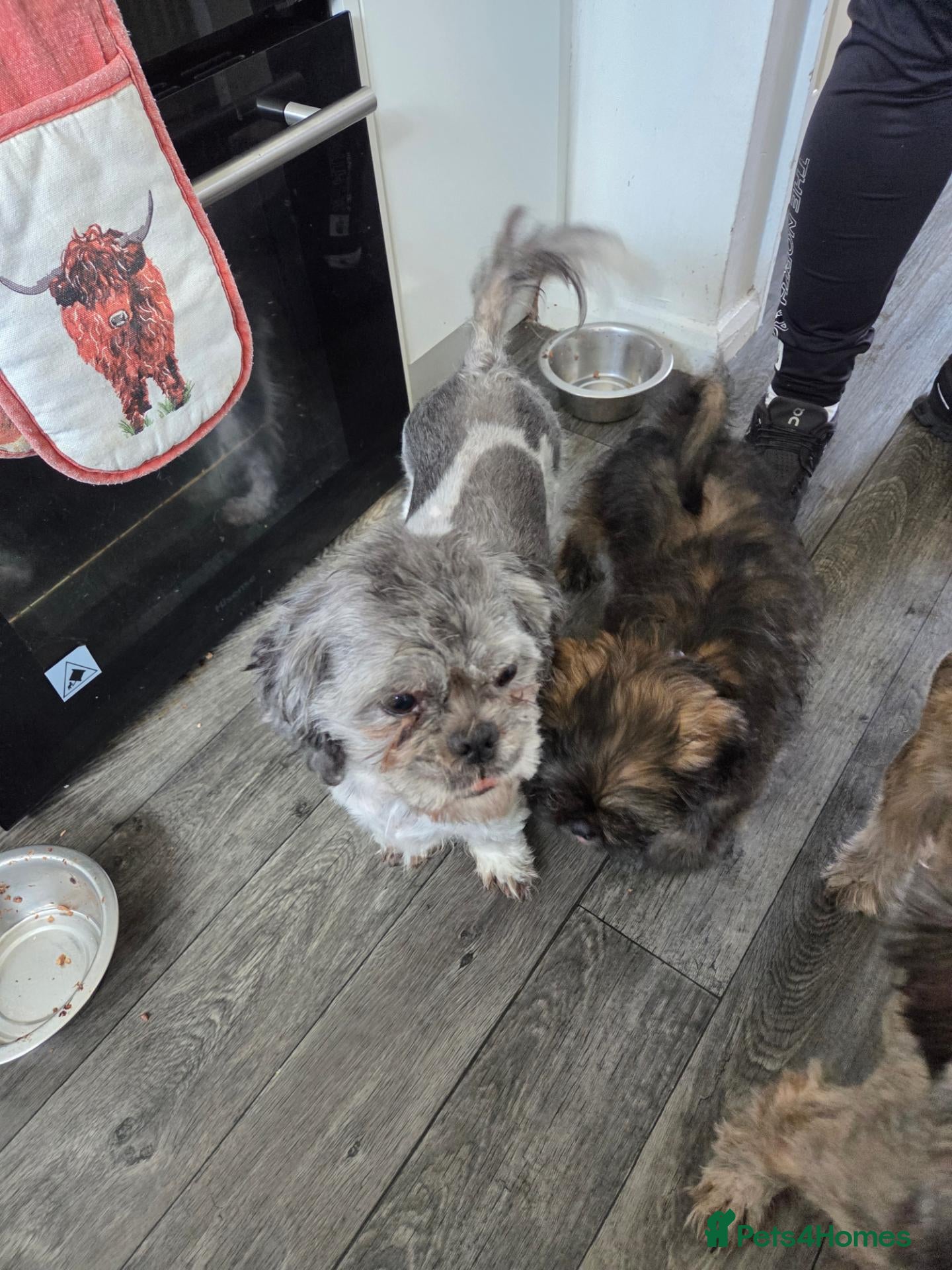 Shih Tzu dogs 1x male shih tzu 11 weeks old  - Advert 9
