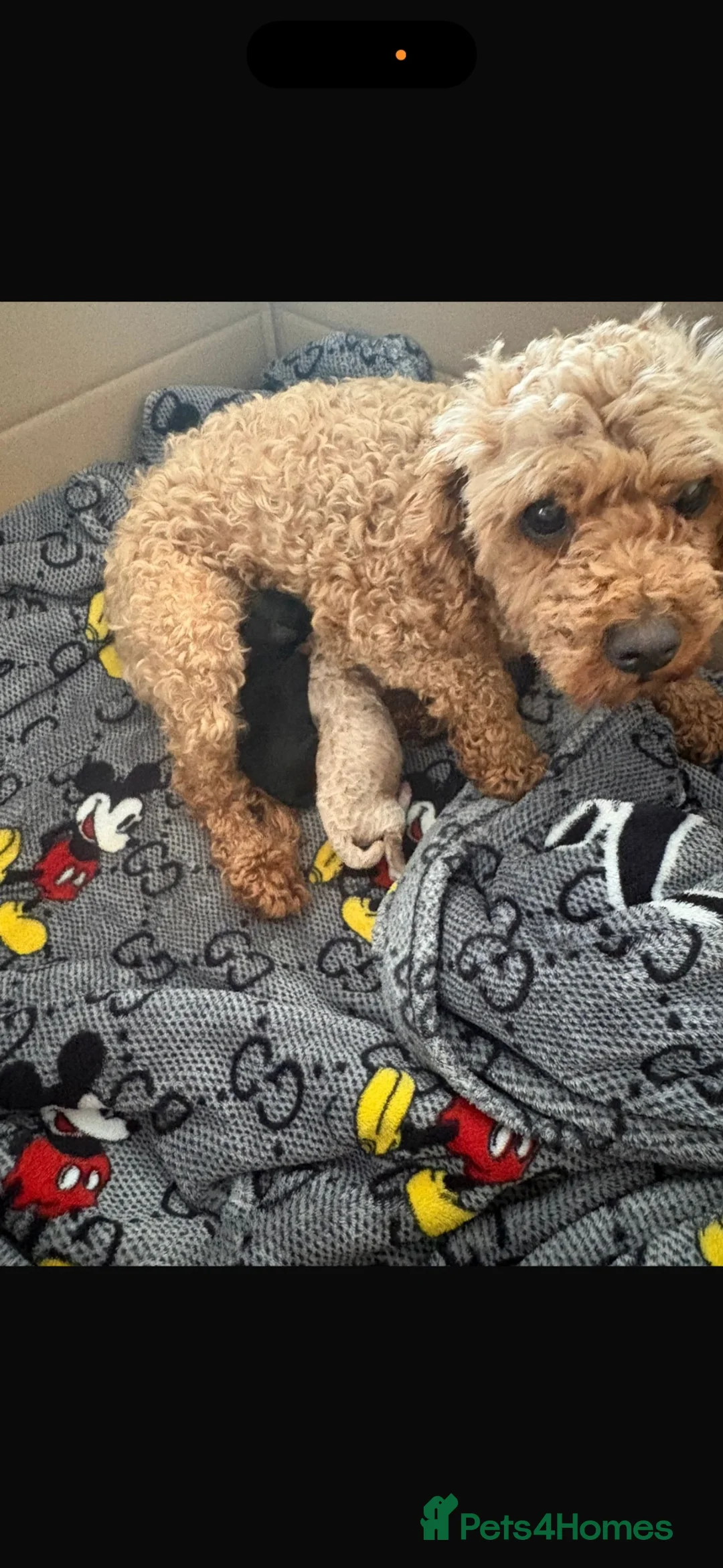 Toy Poodle dogs for sale: Toy poodle  in Oxford - Advert 2