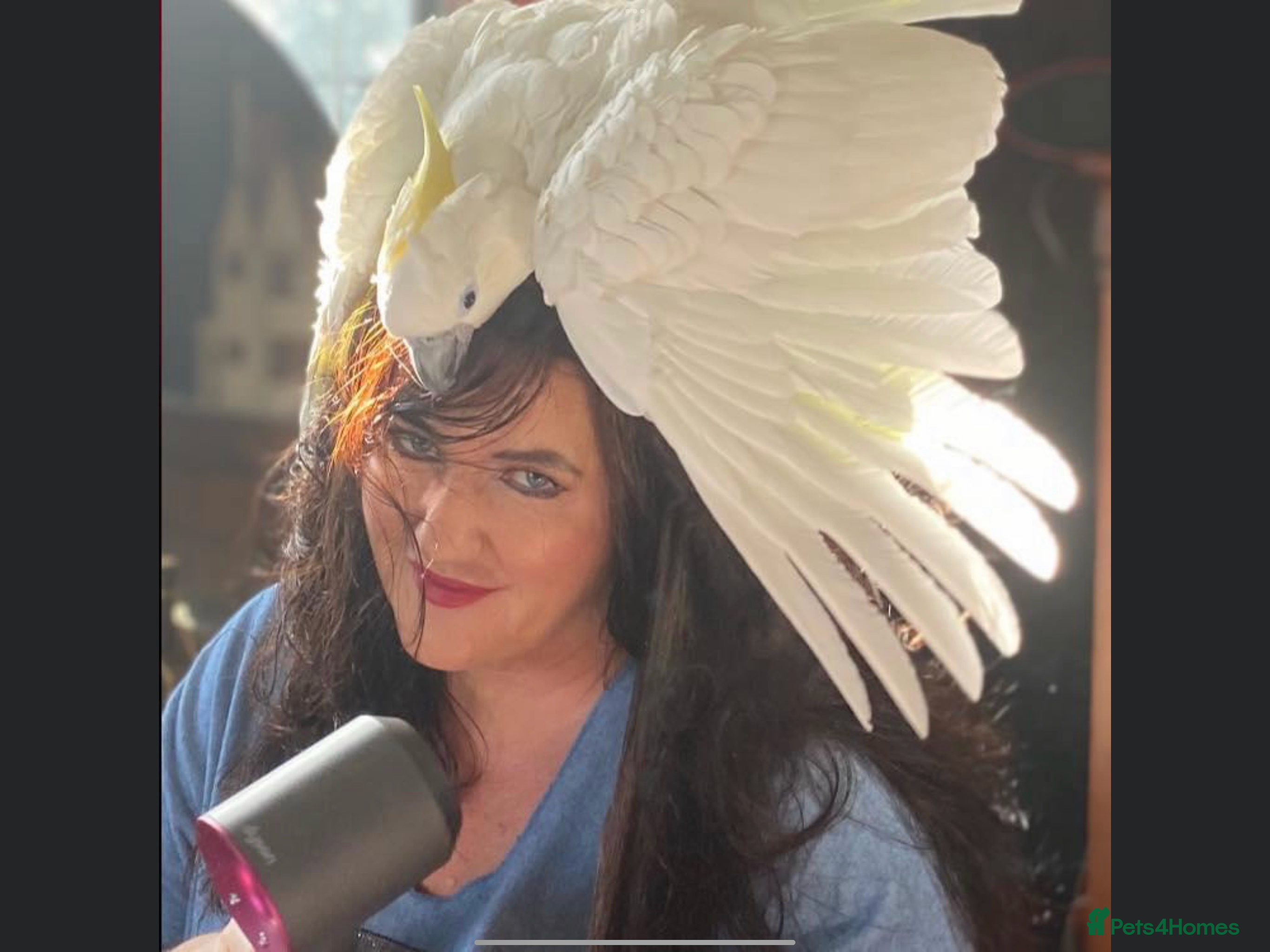 Cockatoo birds Umbrella Cockatoo - Advert 2