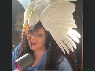 Cockatoo birds Umbrella Cockatoo - Advert 2