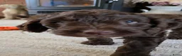 Cockapoo dogs for sale: Beautiful cockapoo puppies   - Advert 13