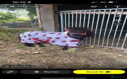 Miniature horses for sale: Jack  - Image 4