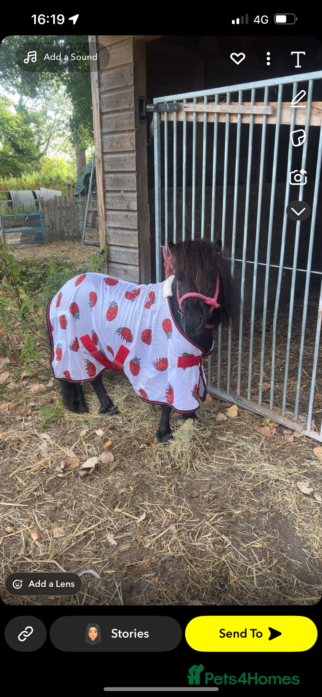 Miniature horses for sale: Jack  - Image 4