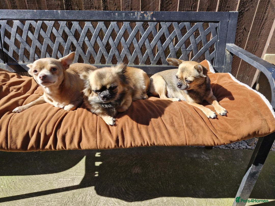 Pomchi dogs for sale: 2 beautiful pomchis - Image 2