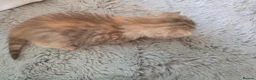 British Shorthair cats for sale: Very unusual British shorthair - Advert 8