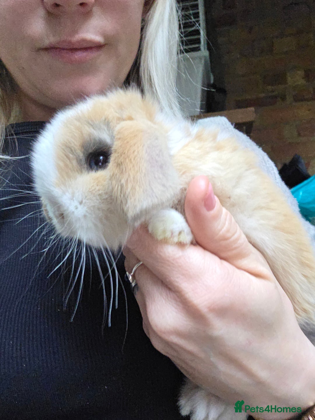Mini Lop rabbits for sale: Purebred Mini Lop * LAST REMAINING GIRL* - Advert 2