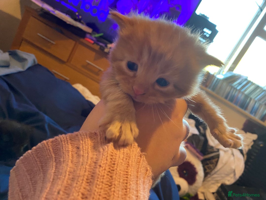 American Shorthair cats for sale: 6 kittens  - Image 16