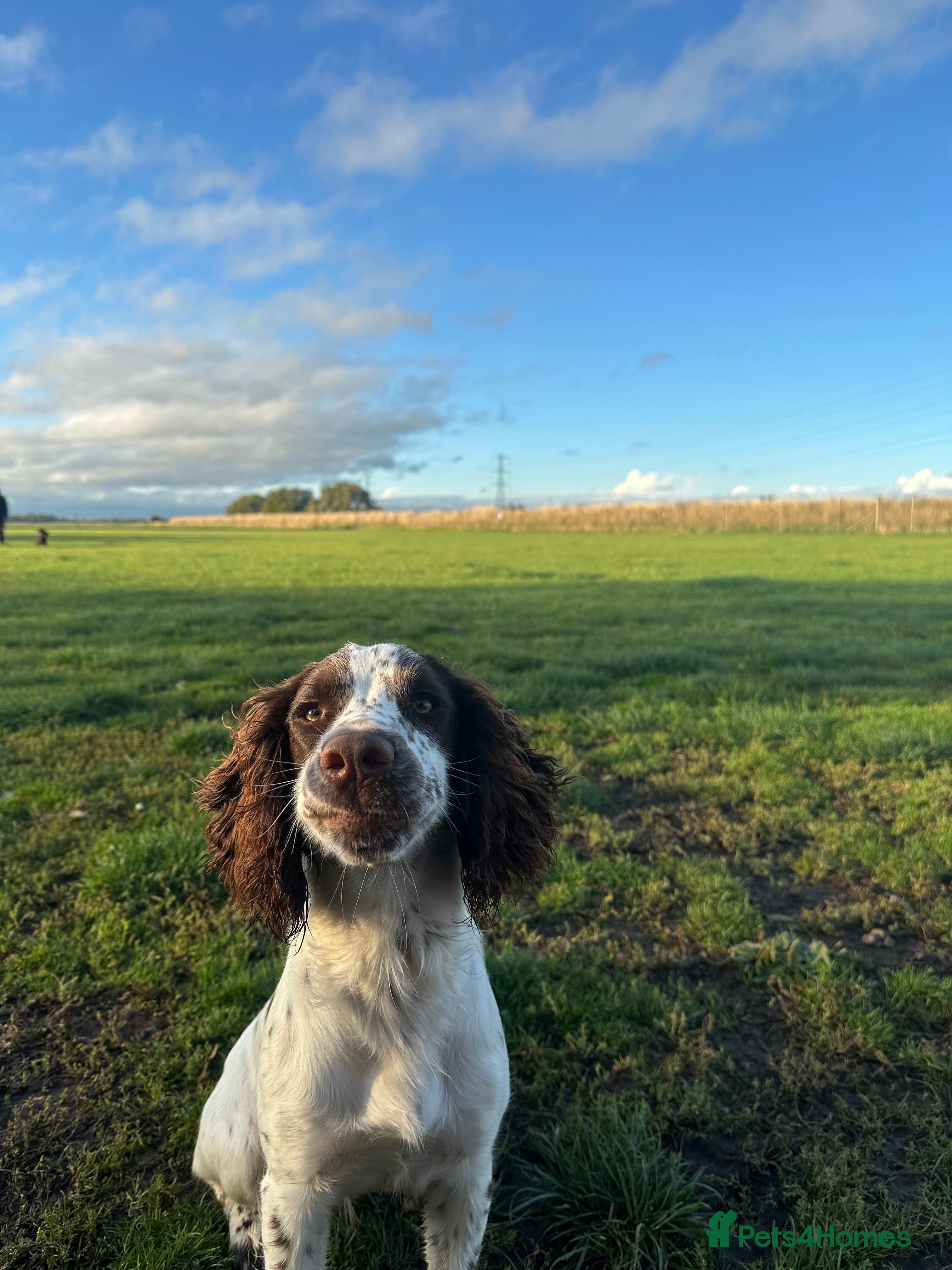 English Springer Spaniel dogs 1 Year Old Male Springer Spaniel - Advert 3