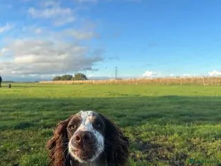 English Springer Spaniel dogs 1 Year Old Male Springer Spaniel - Advert 2