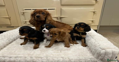 Cavalier King Charles Spaniel dogs - Advert 13