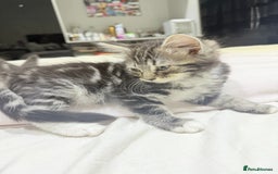 Ragdoll cats for sale: Ragdoll and Russian blue mix  - Image 9