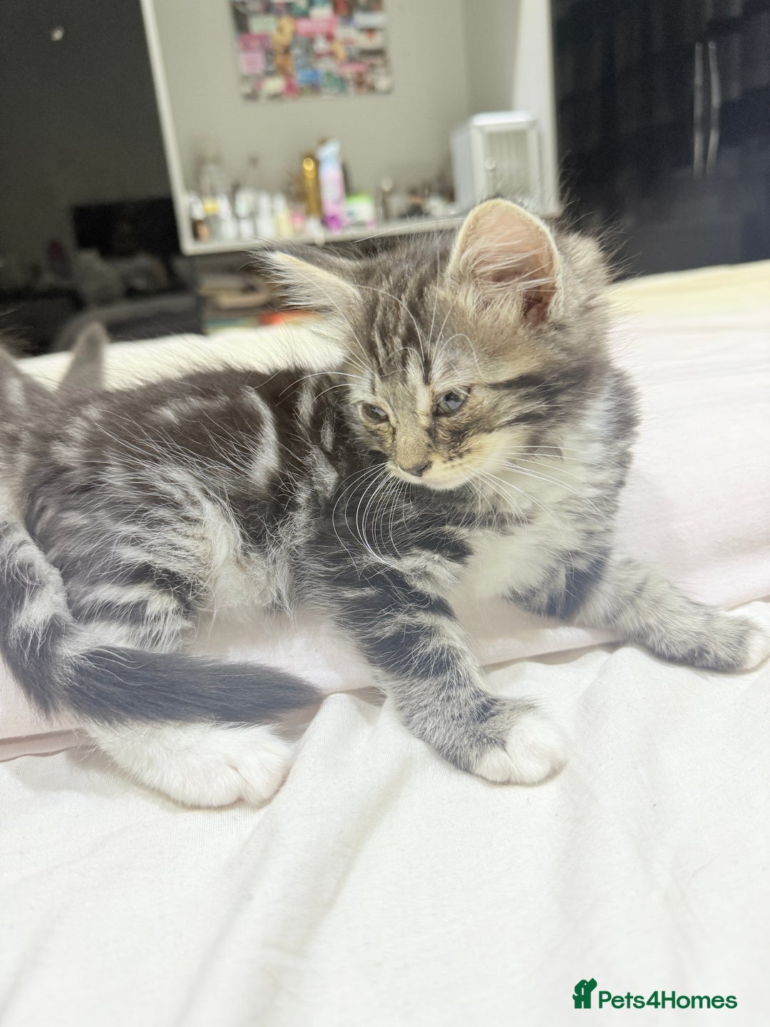 Ragdoll cats for sale: Ragdoll and Russian blue mix  - Image 9