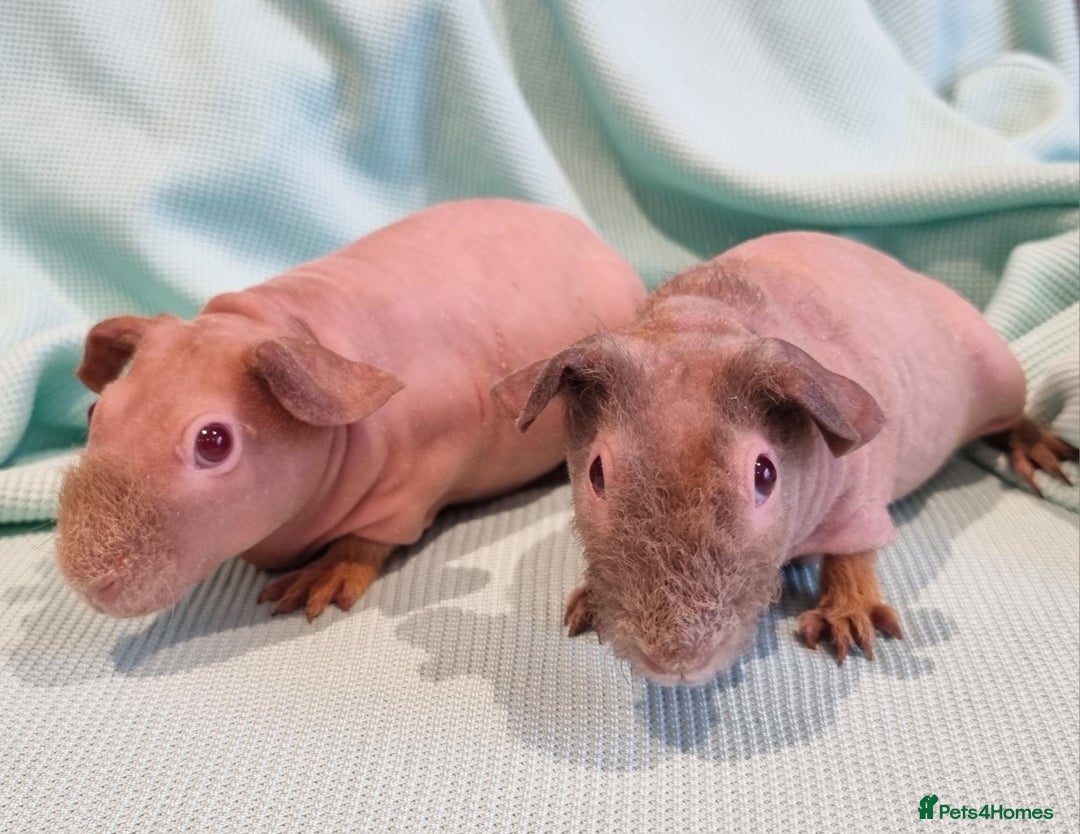 Guinea Pig rodents for sale: Three skinny guinea pigs (females) - Image 3