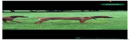 Rhodesian Ridgeback dogs for sale: KC Registered Rhodesian Ridgeback Litter - Advert 15