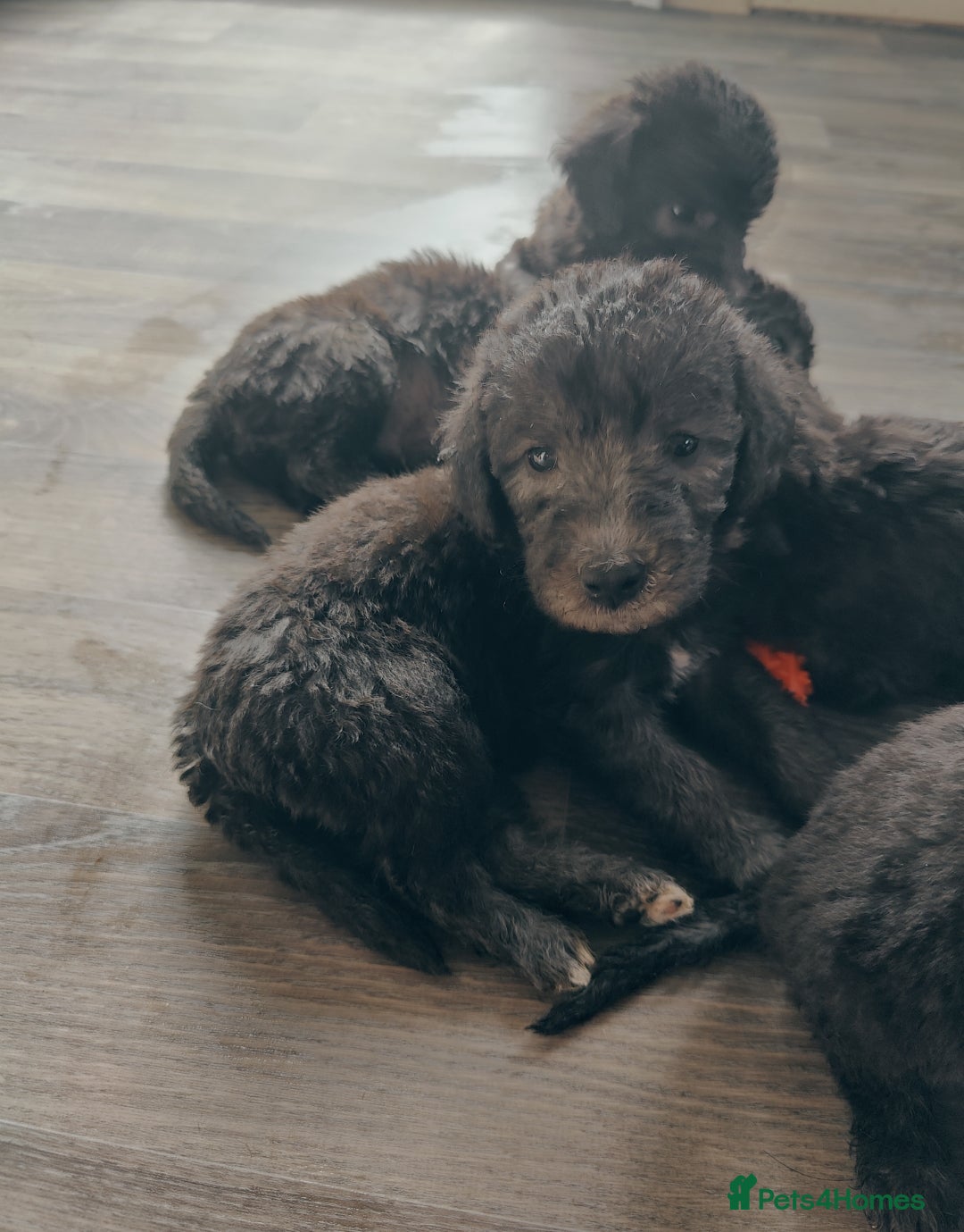 Bedlington Terrier dogs for sale: Champion Sired KC Reg Bedlington Terrier Puppies  - Advert 21