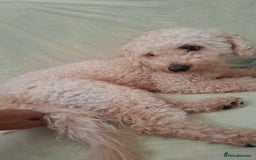 Toy Poodle dogs for sale: Beautiful, Loving Male Toy Poodle Available Now - Image 3