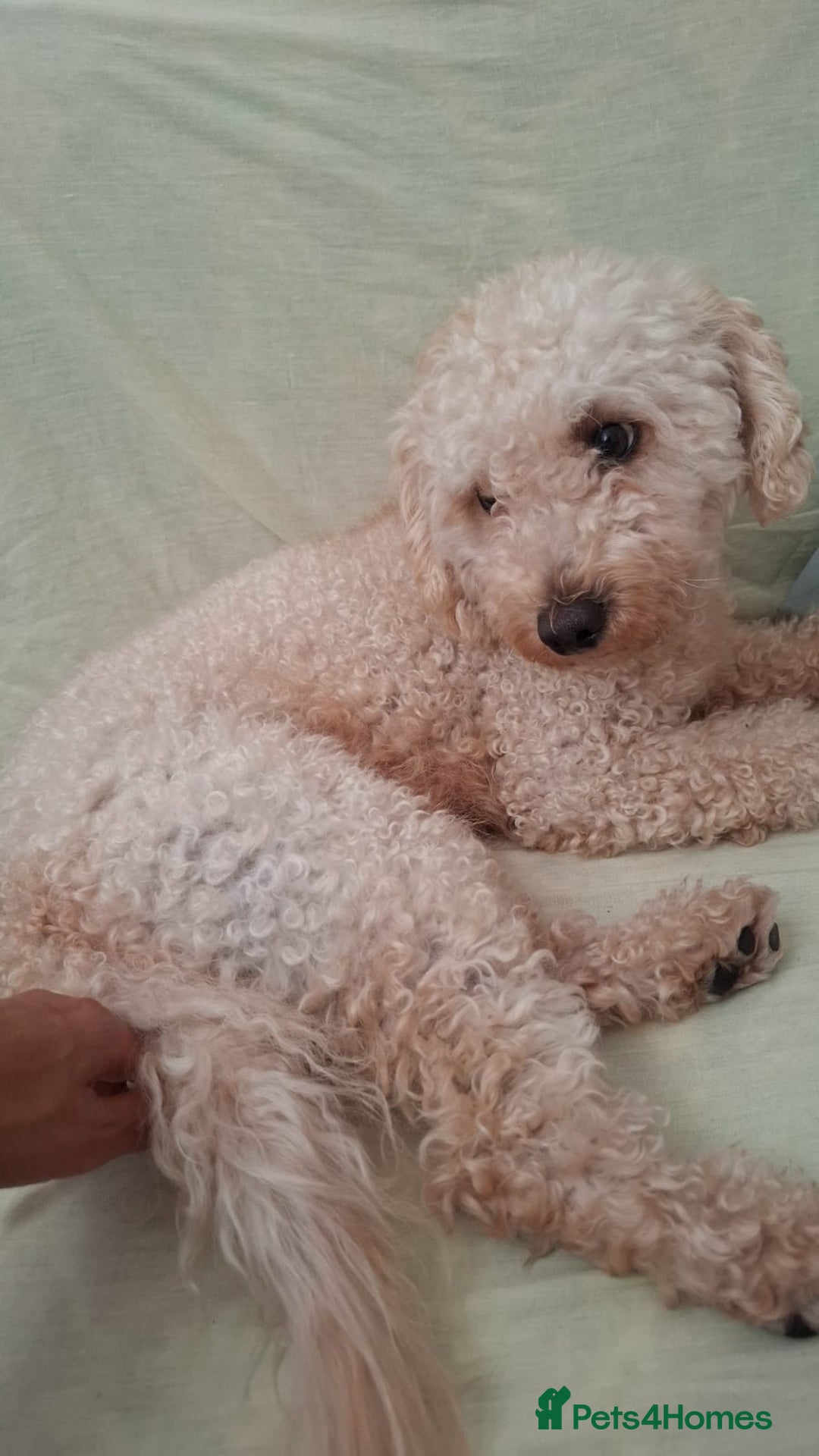 Toy Poodle dogs for sale: Beautiful, Loving Male Toy Poodle Available Now - Image 3