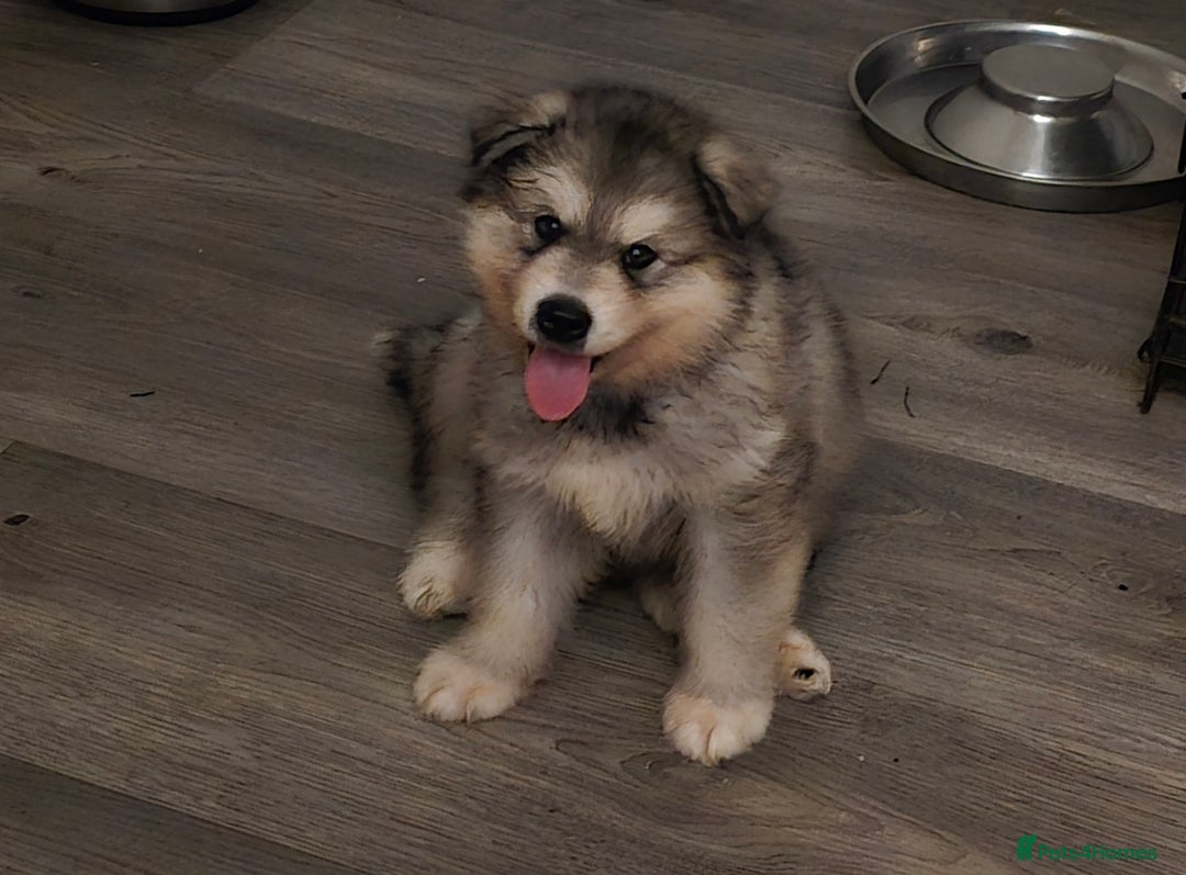 Alaskan Malamute dogs for sale: 2 female alaskan malamute girls ready now!! - Image 16