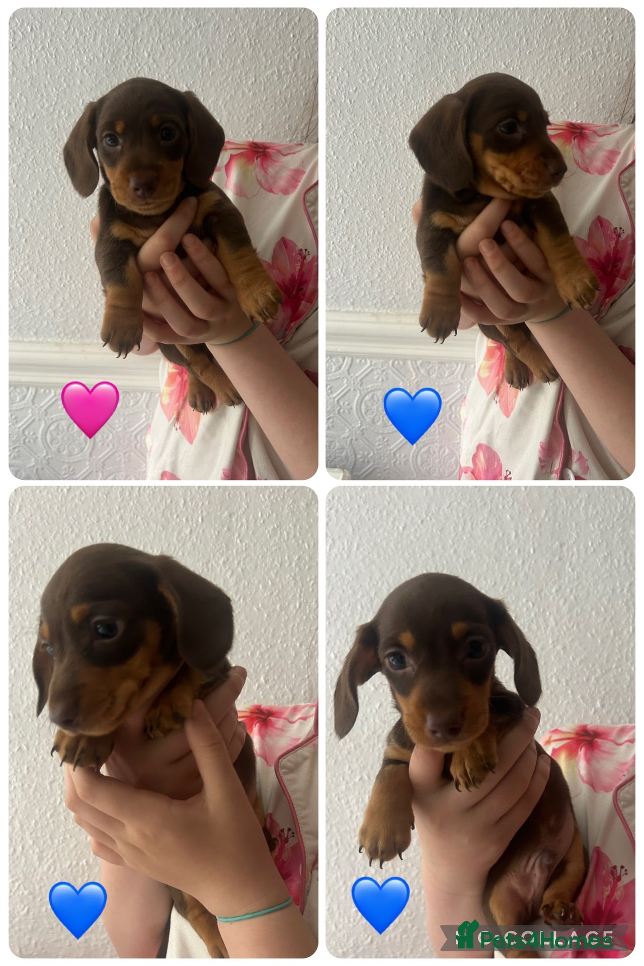 Dachshund dogs Gorgeous dachshund puppies  - Advert 2