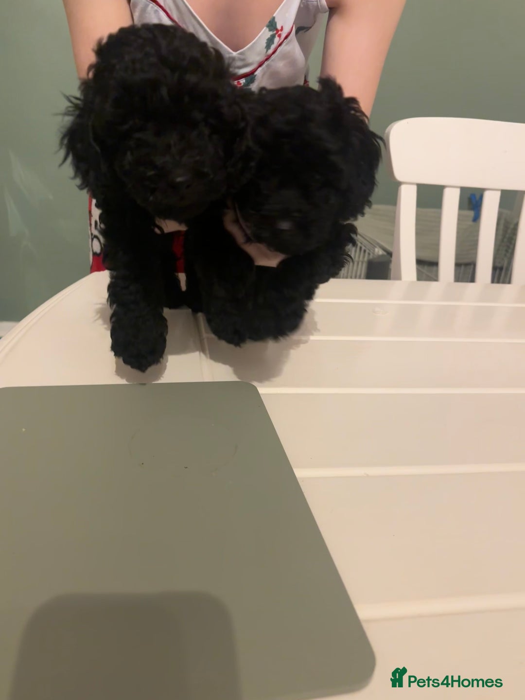 Toy Poodle dogs for sale: Toy poodle boy ready to leave now - Advert 3