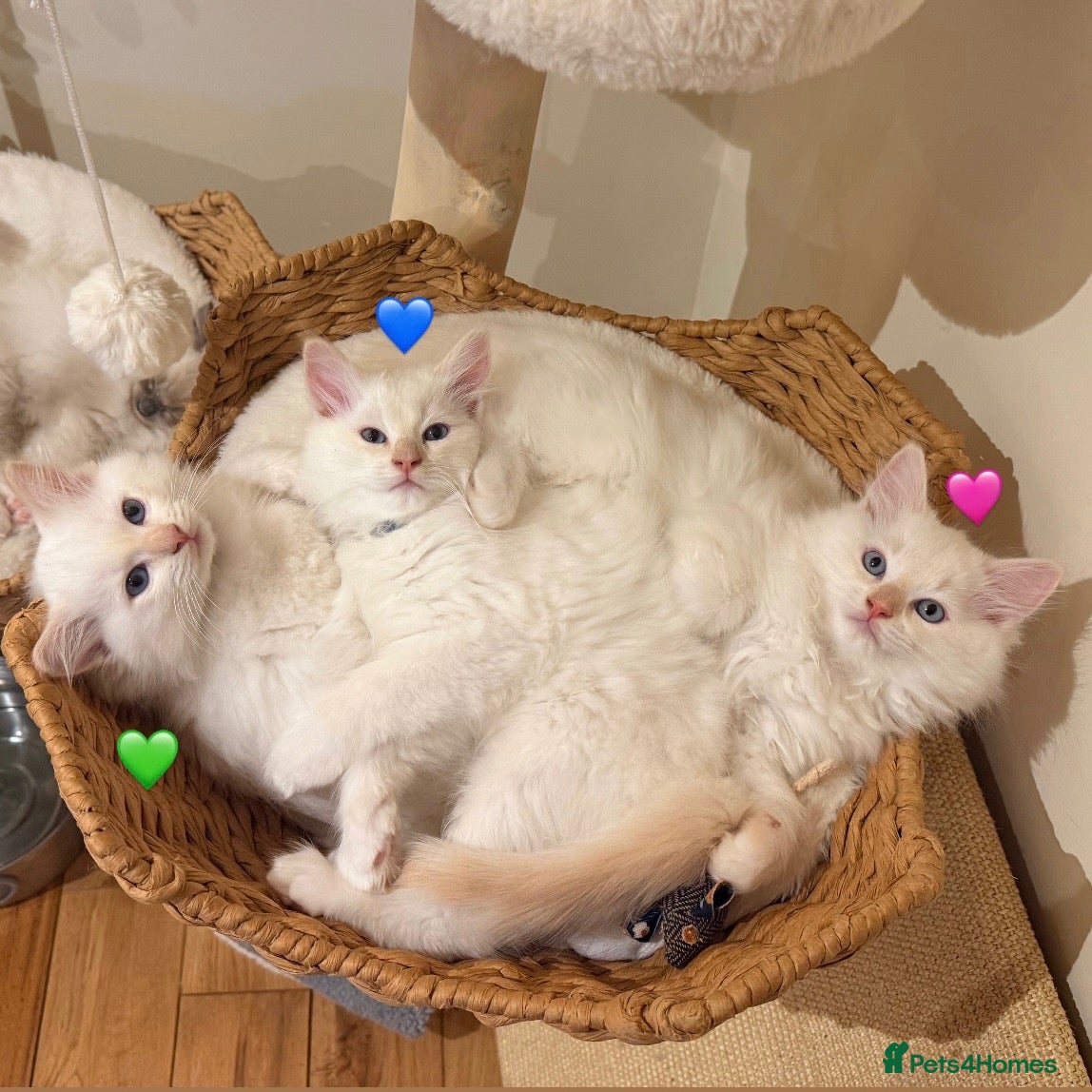Ragdoll cats for sale: 🤍Purebred Cream-point Ragdoll kittens (all male)  - Advert 3