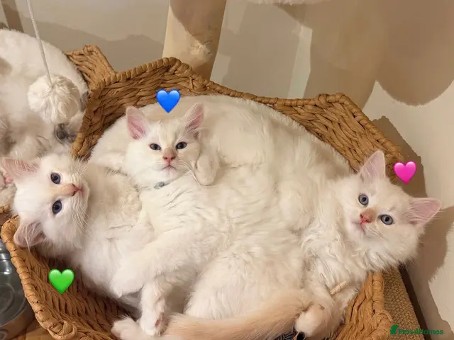 Ragdoll cats for sale: 🤍Purebred Cream-point Ragdoll kittens (all male) - Advert 3