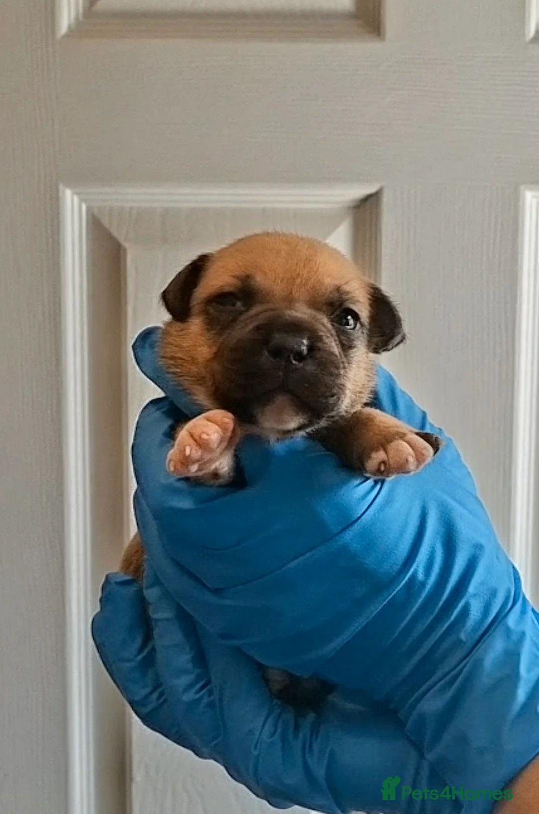Staffordshire Bull Terrier dogs for sale: Red Staffordshire bull terrier pups - Advert 5