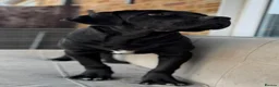 Cane Corso dogs for sale: Beautiful Black Cane Corso Male – 6 Months Old - Advert 6