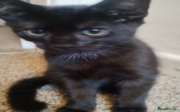 Mixed Breed cats for sale: Black kittens * Just one remaining* - Image 2