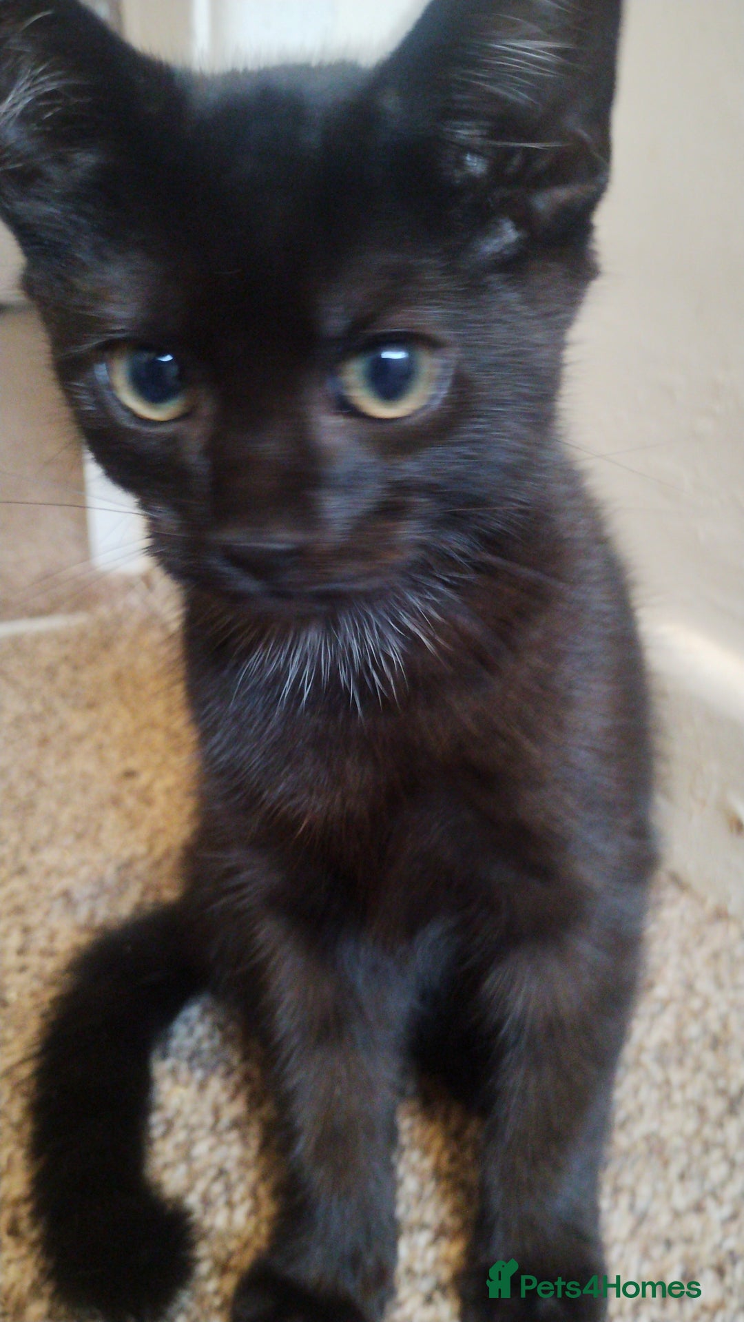 Mixed Breed cats for sale: Black kittens * Just one remaining* - Image 2