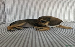 Mixed Breed dogs for sale: 1 Boy Left Ready To Go French Cocker Jack Pup - Image 5