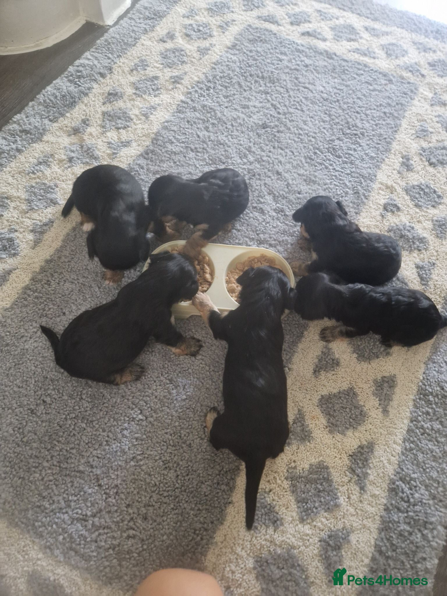 Yorkshire Terrier dogs Yorkshire terrier puppys - Advert 12