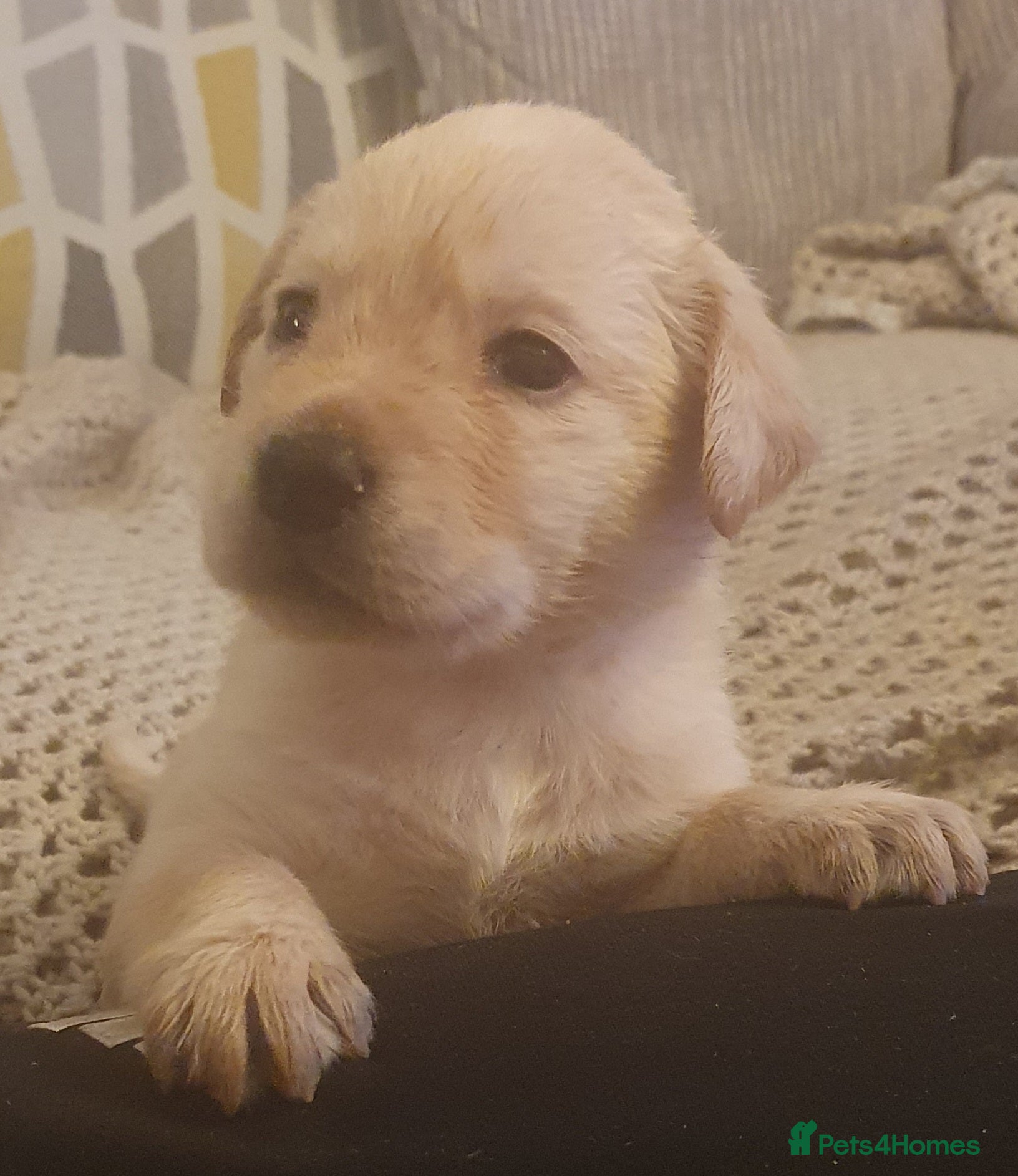 Labrador Retriever dogs labrador pups for sale home reared - Advert 6