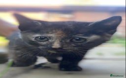 Mixed Breed cats for sale: Beautiful coloured kittens - Image 2