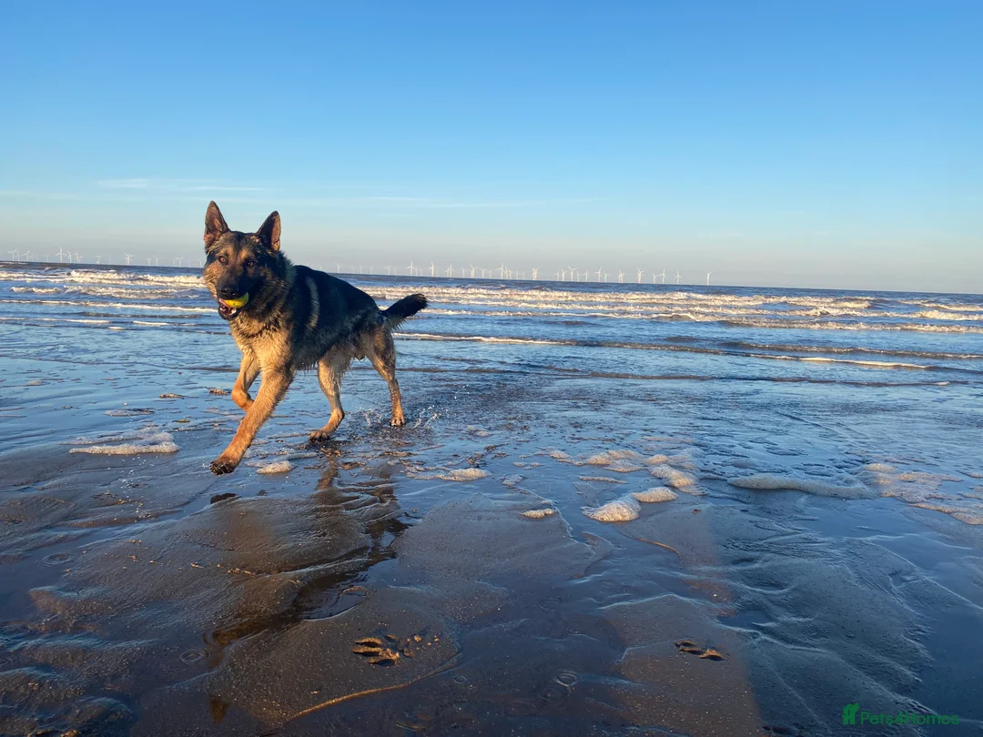German Shepherd dogs for stud: Working German shepherd for stud  in Leicester - Advert 6