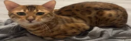 Bengal cats for sale: Stunning beautiful natured bengal cross kittens - Advert 3