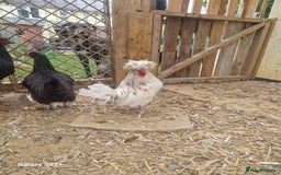 Chickens poultry for sale: FREE TO GOOD HOME - Image 2
