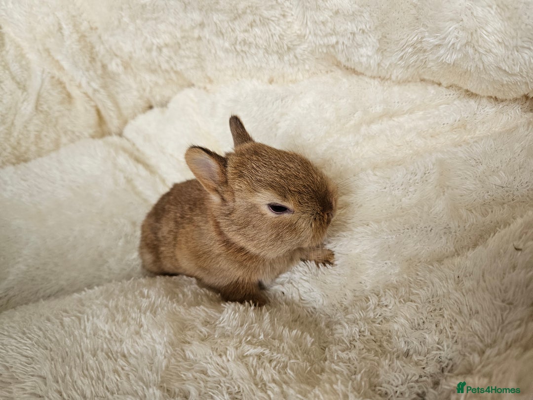 Netherland Dwarf rabbits for sale: Netherland Dwarf bunnies - Image 8