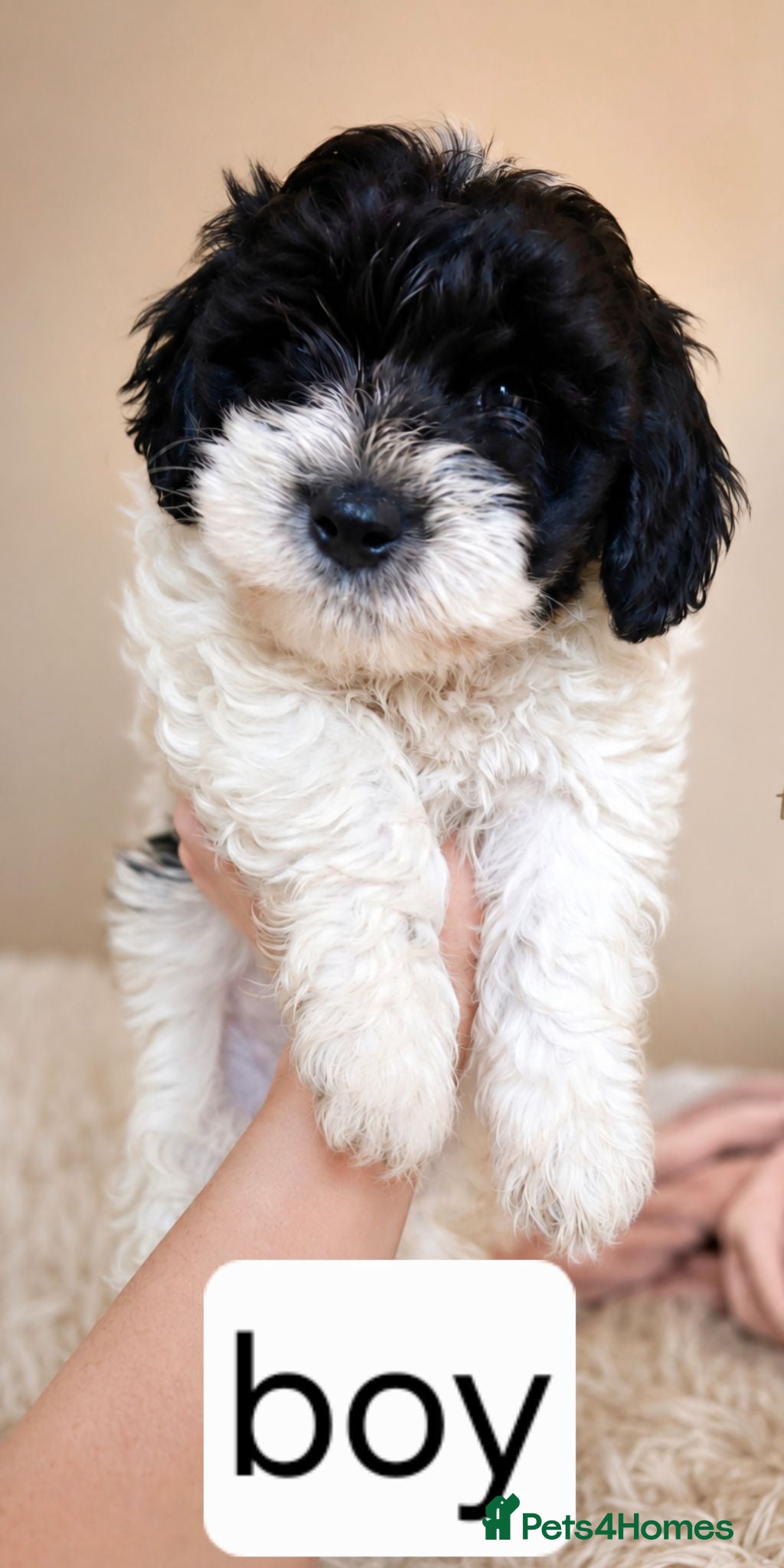 Mixed Breed dogs Cockapoochon  - Advert 1