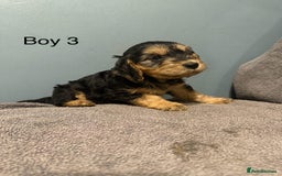 Cockapoo dogs for sale: 7 lovely cockerpoos  - Image 9