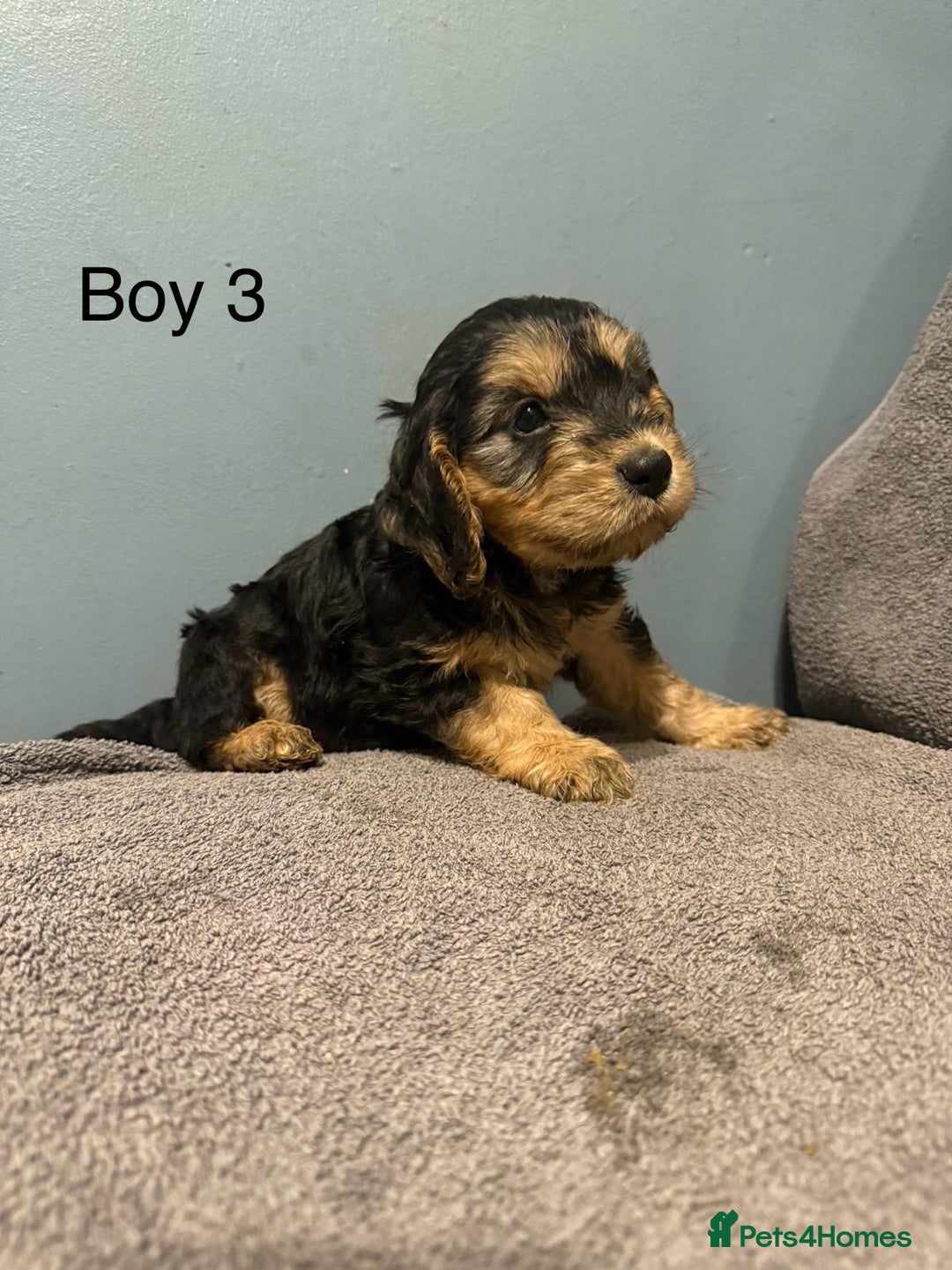 Cockapoo dogs for sale: 7 lovely cockerpoos  - Image 9