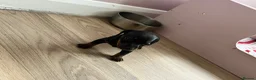 Dachshund dogs for sale: Dachshund puppies in Billericay - Advert 12
