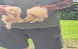 Mixed Breed livestock for sale: Ferrets for rehoming - Image 3