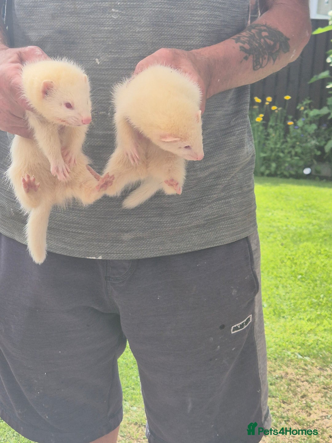 Mixed Breed livestock for sale: Ferrets for rehoming - Image 3