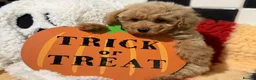 Poochon dogs for sale: Stunning litter of poochons ready now - Advert 28