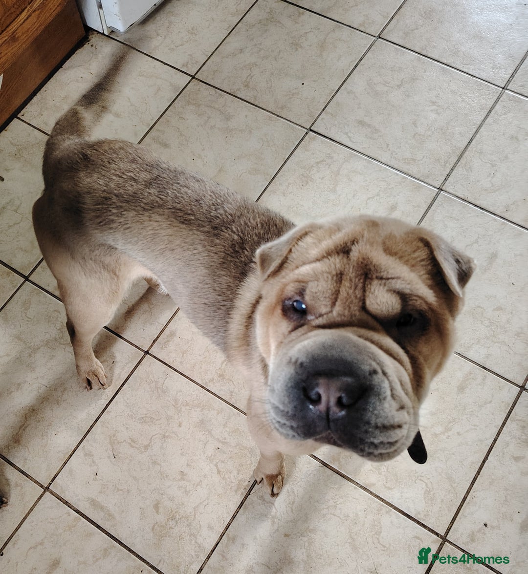 Shar Pei dogs for sale: Two male shar pei - Image 3