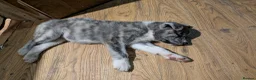 Japanese Akita Inu dogs for sale: Akita puppies pedigree for forever loving homes - Advert 15