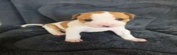 American Bulldog dogs for sale: ❤️  Ready in 2 weeks , last 3 available❤️  - Advert 10