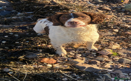 Springador dogs for sale: Springadors from working puppies  - Image 7