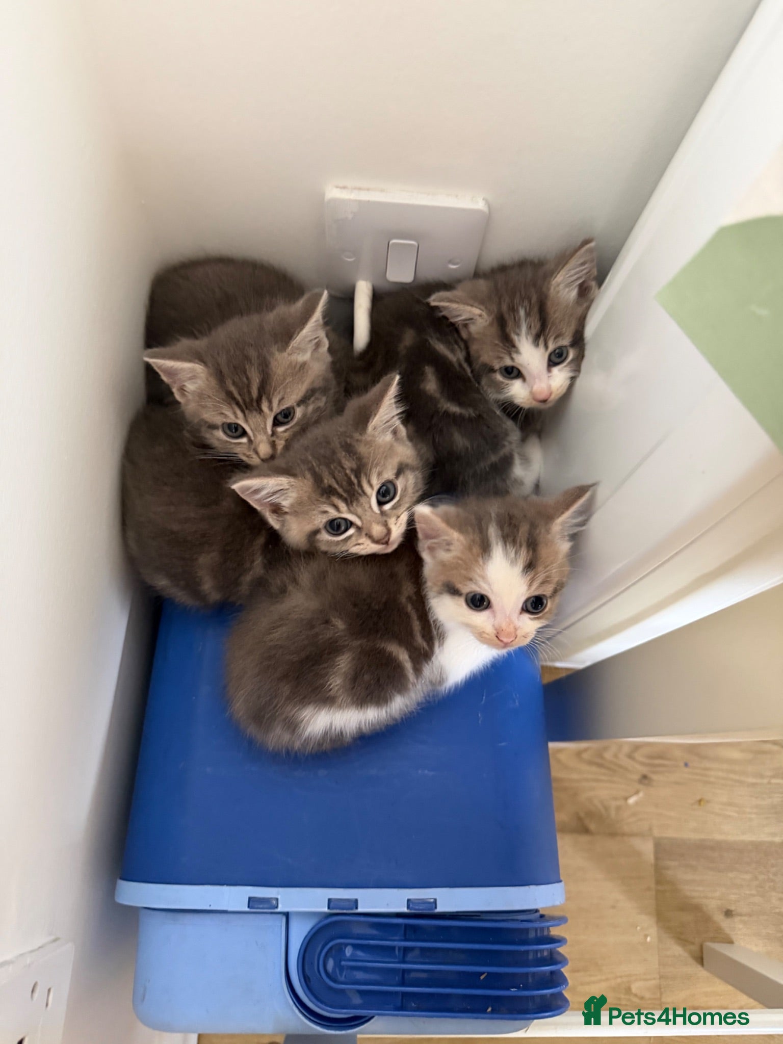 British Longhair cats Long haired kittens  - Advert 6